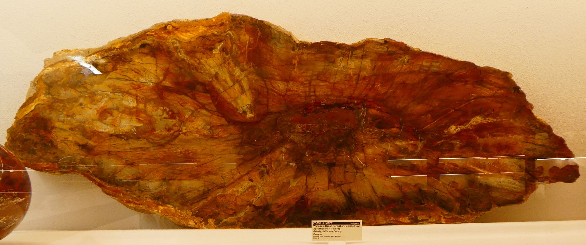 Paleontology 101 Petrified Wood from Oregon and Washington (Photo Diary)